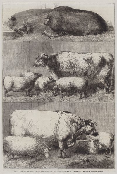 Ganado Premiado en la Exposición de Ganado del Club Smithfield de Harrison William Weir